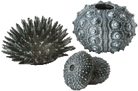 sea urchin  (created with gimp) - Kostenlose animierte GIFs