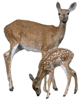 deer - png grátis