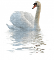 Kaz_Creations Swan - darmowe png