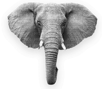 Elefant - png gratuito