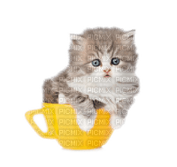 cat schlappi50 - 免费PNG