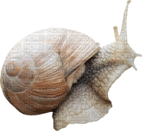 Kaz_Creations Snails Snail - фрее пнг