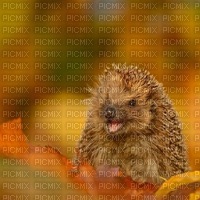 Igel hedgehog hérisson - PNG gratuit