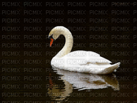 Swan - GIF animate gratis