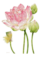 lotus Bb2 - ilmainen png