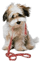 Kaz_Creations Animals Dogs Dog Pup 🐶 - png gratuito