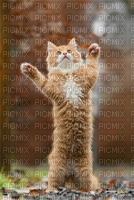 CAT PLAYING - png gratuito