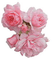 rosas-l - бесплатно png
