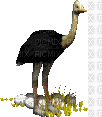 ostrich - GIF animé gratuit
