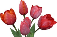 tulipe - kostenlos png