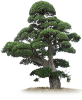 TREE - png grátis
