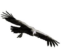aguila by EstrellaCristal - Δωρεάν κινούμενο GIF