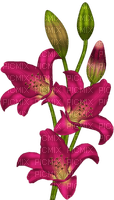 fleur violette.Cheyenne63 - besplatni png