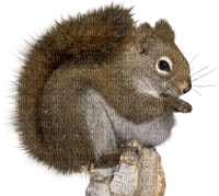 ecureuil - png gratuito