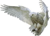 Kaz_Creations Birds Bird Owls Owl - png gratis