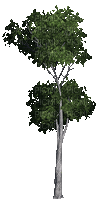 arbre gif - Ilmainen animoitu GIF