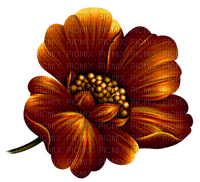 fleur orange - zadarmo png