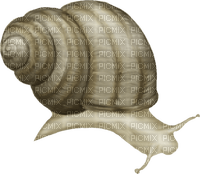 Kaz_Creations Snails Snail - png gratis