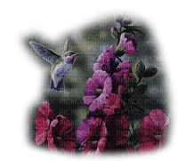 Hummingbird bp - бесплатно png