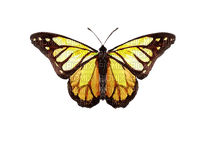 ✶ Butterfly {by Merishy} ✶ - PNG gratuit