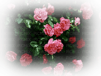 blommor-rosor----flowers--pink - 無料png
