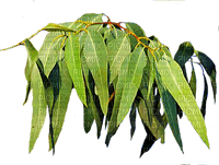leaves bp - PNG gratuit