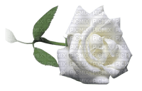 rosier blanc web charmille - 免费PNG