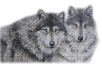 Loups ** - 免费PNG