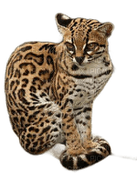 animalss cats nancysaey - Free PNG