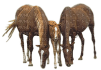 Kaz_Creations Horses - darmowe png