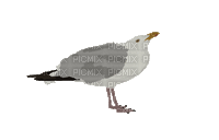 seagull - Darmowy animowany GIF