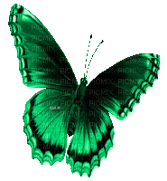 Y.A.M._Summer butterfly green - GIF animasi gratis