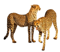 aze leopard marron Brown - ücretsiz png