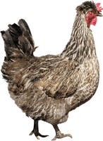 Kaz_Creations Chicken - 免费PNG