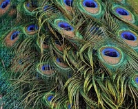 Kaz_Creations Deco Peacock Backgrounds Background - безплатен png