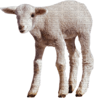 Kaz_Creations Sheep - ücretsiz png