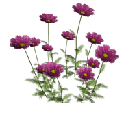 Kwiatki - ingyenes png