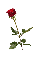 Fleur.Red.Rose.Flower.Victoriabea - GIF animado gratis