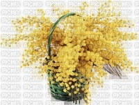 chantalmi fleur mimosa - PNG gratuit