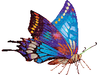 бабочка - Δωρεάν κινούμενο GIF