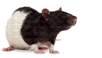 Kaz_Creations Rat Mouse - zdarma png