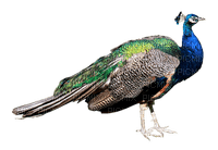 Peacock bp - PNG gratuit