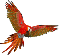 попугай - besplatni png