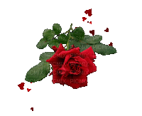 Trandafir 17 - Darmowy animowany GIF