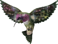 ptak-koliber