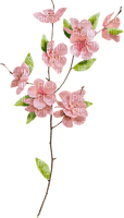 blommor-rosa----flowers-pink - kostenlos png