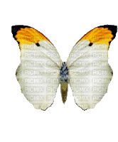 Butterfly White Yellow N Black