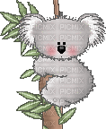 koala - Ingyenes animált GIF