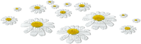 soave deco flowers scrap floor daisy white yellow - Free PNG