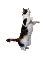 gato  GIF dubravka4 - Бесплатный анимированный гифка